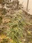 Pineapple OG Feminisiert Saatgut