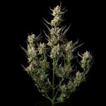 OG Kush Feminisiert Saatgut