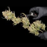 OG Kush Feminisiert Saatgut