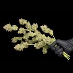 OG Kush Feminisiert Saatgut
