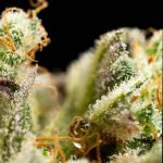 OG Kush Feminisiert Saatgut