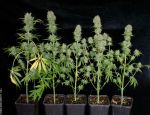 Chocolope Feminised Seeds