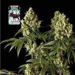 Alaskan Purple Feminised Seeds