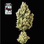 Alaskan Purple Feminised Seeds