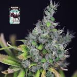 Alaskan Purple Feminised Seeds
