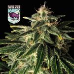 Alaskan Purple Auto Feminised Seeds