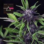 Pink Kush CBD 30:1 Auto Feminizowany Nasiona