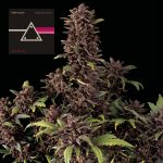 Pink Kush CBD 30:1 Auto Feminizowany Nasiona