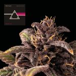 Pink Kush CBD 30:1 Auto Feminizowany Nasiona