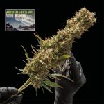 Northern Lights Auto Feminised Seeds