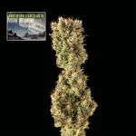 Northern Lights Auto Feminised Seeds