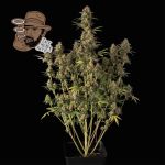 Jack Herer Auto Féminisée Graines