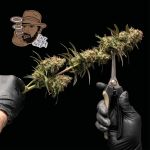 Jack Herer Auto Féminisée Graines