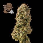 Jack Herer Auto Féminisée Graines