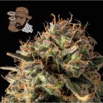Jack Herer Auto Féminisée Graines