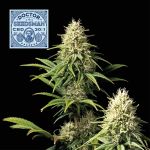 Doctor Seedsman CBD 30:1 Feminised Seeds