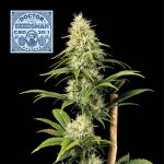 Doctor Seedsman CBD 30:1 Feminised Seeds