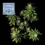 Doctor Seedsman CBD 30:1 Feminised Seeds