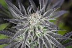 Peyote Gorilla Feminised Seeds