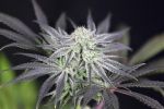 Peyote Gorilla Feminised Seeds