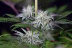Peyote Gorilla Feminised Seeds