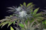 Peyote Gorilla Feminised Seeds