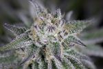 Peyote Gorilla Feminised Seeds