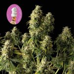 Gelat.OG Auto Feminised Seeds