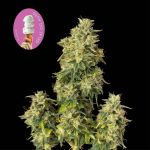 Gelat.OG Auto Feminised Seeds