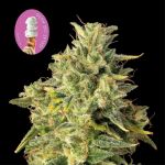 Gelat.OG Auto Feminised Seeds