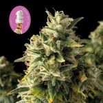Gelat.OG Auto Feminised Seeds