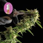 Gelat.OG Auto Feminised Seeds
