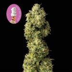 Gelat.OG Auto Feminised Seeds