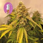 Gelat.OG Auto Feminised Seeds