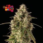 Zkittlez Auto Feminizowany Nasiona
