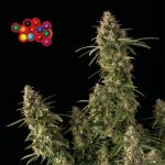 Zkittlez Auto Feminizowany Nasiona