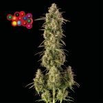 Zkittlez Auto Feminizowany Nasiona