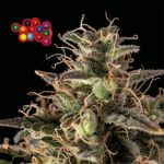 Zkittlez Auto Feminizowany Nasiona