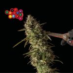 Zkittlez Auto Feminizowany Nasiona