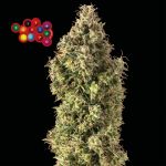 Zkittlez Auto Feminizowany Nasiona