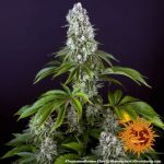 Tropicanna Banana Feminised Seeds