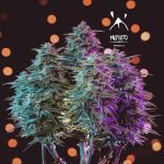 MEPH-SOSTO-AUTO-Fem