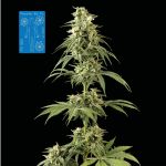 Peyote Wi-Fi CBD 2:1 Feminised Seeds