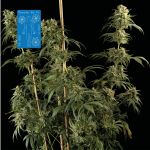 Peyote Wi-Fi CBD 2:1 Feminised Seeds