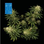 Peyote Wi-Fi CBD 2:1 Feminised Seeds