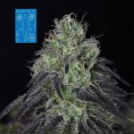 Peyote Wi-Fi CBD 2:1 Feminised Seeds