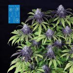 Peyote Wi-Fi CBD 2:1 Feminised Seeds