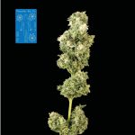 Peyote Wi-Fi CBD 2:1 Feminised Seeds