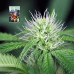 L.A. Peyote Kush Feminizowany Nasiona