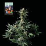 L.A. Peyote Kush Feminizowany Nasiona
